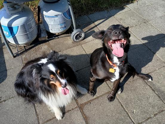Tricolor Sheltie and black lab mix both 