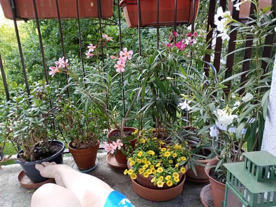 Balcony, a lot of flowers, mainly oleanders. And a piece of my legs, because I'm enjoying coffee in this nice environment.
