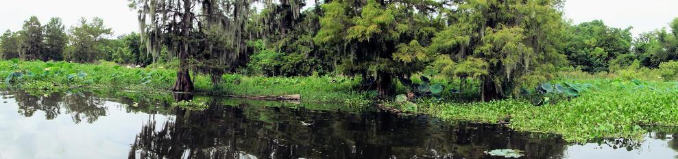 A false shoreline, deep in a bayou.  Spanish moss covers the oak trees, lily pads, reflections in the dark water