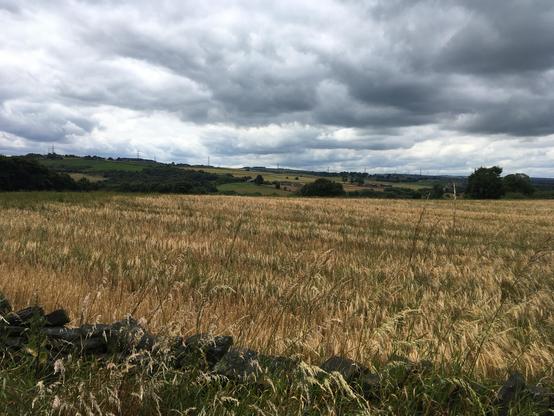 A field of wheat, with dramatic clouds overhead 