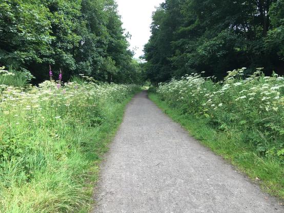 The trans-pennine trail, flanked by grass, bushes and trees