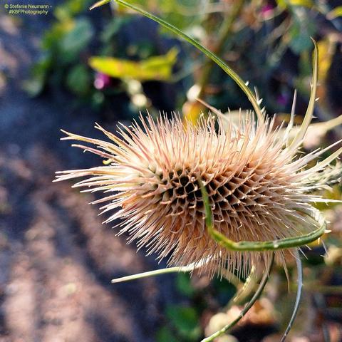 The brown ear of a teasel.