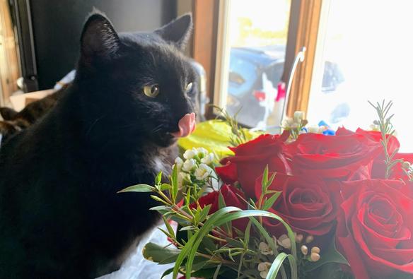 A big black cat inspecting the roses on a sunny morning.  The right hand side features the roses, quite a bit is washed out, but that's how it was...