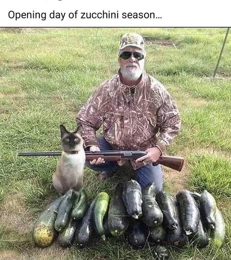 Caption:
Opening day of zucchini season
Image:
Man in hunting garb kneeling behind a pile if zucchini. Cat and rifle also in image.