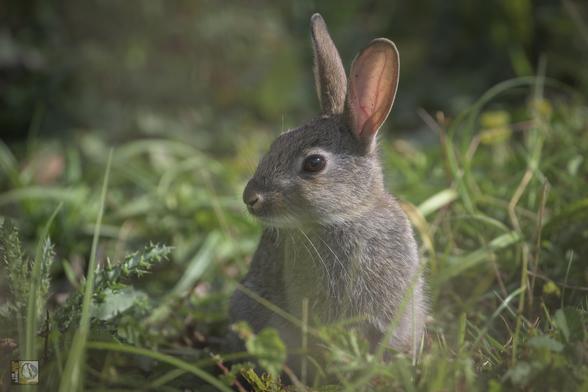 a cute rabbit sat in the grass looking to its right (photographers left)
