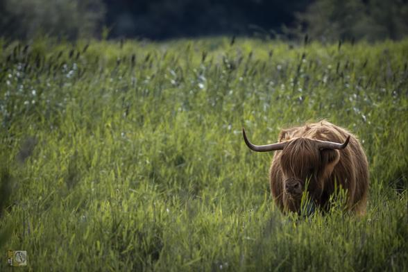 a cow with horns in a wetland field 