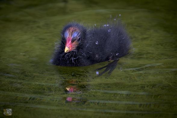 a fluffy young waterfowl