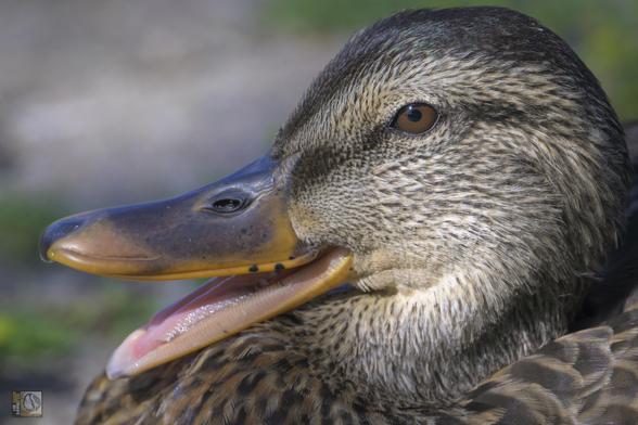 a close up of a duck with its beak open