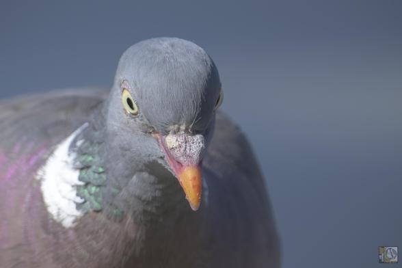 a close up photo of a pigeon