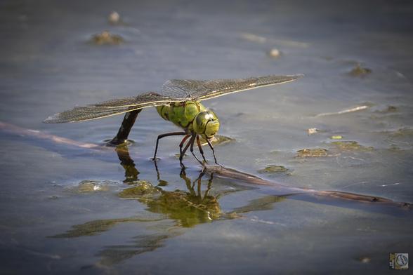A dragonfly 