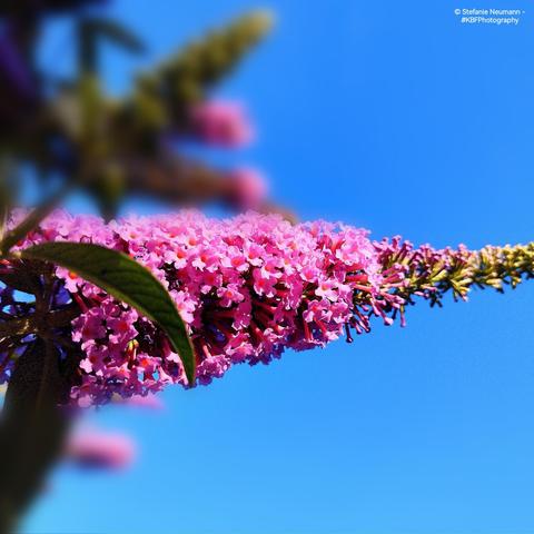 Violet-coloured Summer lilac against blue sky.