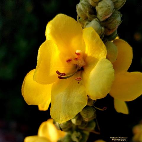 A yellow mullein flower.
