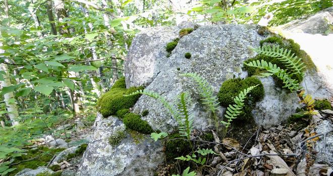 Ferns and moss growing on a pile of rocks, Rib Mountain, Wausau Wisconsin