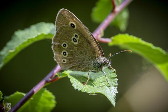 a small brown butterfly with many rings on its wings