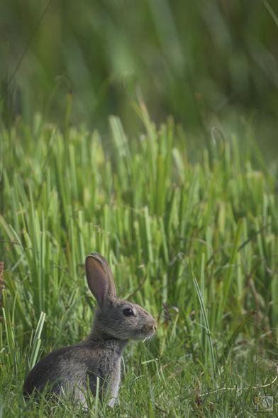a rabbit amongst the grasses