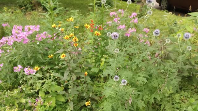 Native flower patch of pinks, yellows, purples, and whites. Lots of green, mainly from milkweeds.