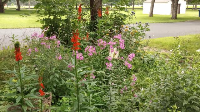 From a ninety degree angle from the last. Street is visible behind. Reds of the cardinal flower stand out. White phlox is beginning in the bottom right corner.