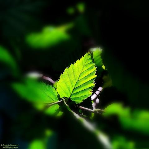 A backlit beech leaf.