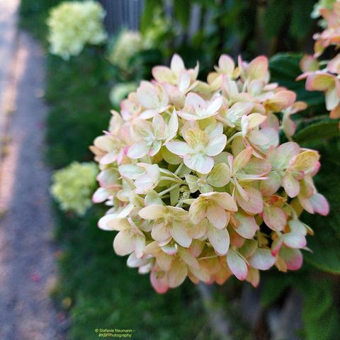 An umbel of white hydrangea flowers with shades of green and pink.