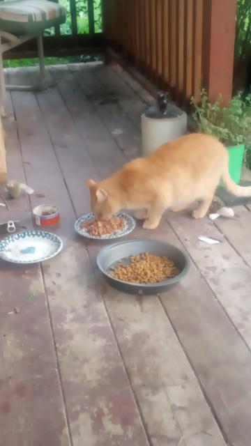 Orange cat on the front porch eating wet food next to a pan of dry.
