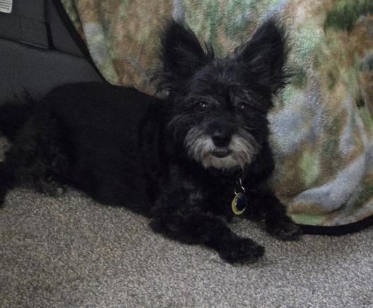 Lil black dog with a white beard sitting on a tan carpet in front of a patterned blanket.