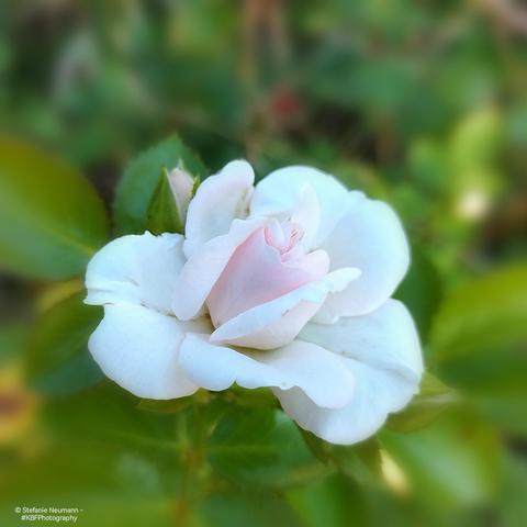 An opening pink-and-white rose flower.