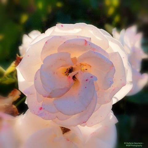 A backlit pink-and-white rose flower.