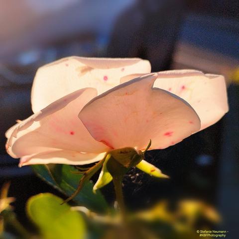 A backlit pink-and-white rose flower in profile.