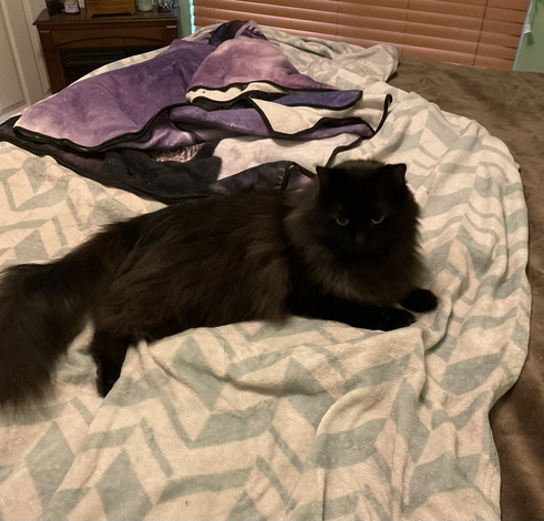A black long haired cat laying on a partially made bed.