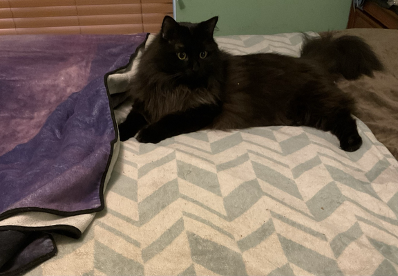 A black long haired cat laying on a made med next to a folded blanket he has played around with trying to look innocent.