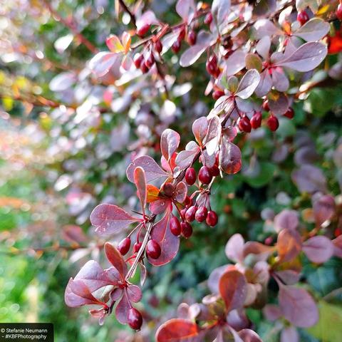 Dark-red leaves and berries on a barberry hedge.