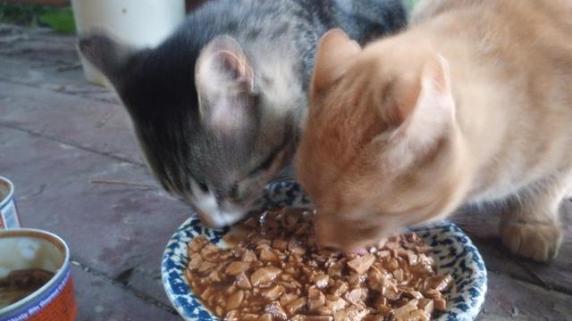 About two feet away and eye level, two blurred cats eating wet food to from a small dish.