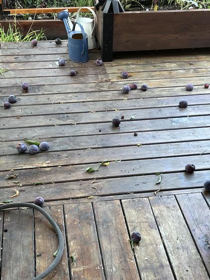 Plums on the deck