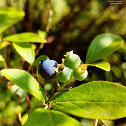 Four huckleberries on a bush, one is already dark blue, three are still green.