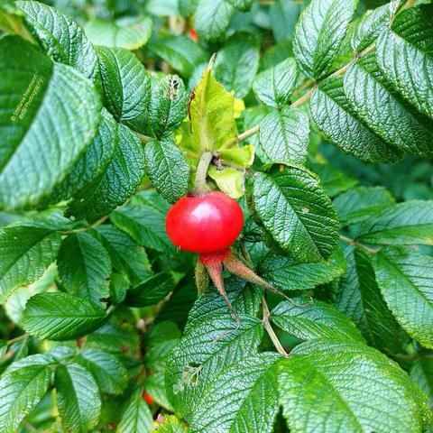 A red rose hip between green rose leaves.