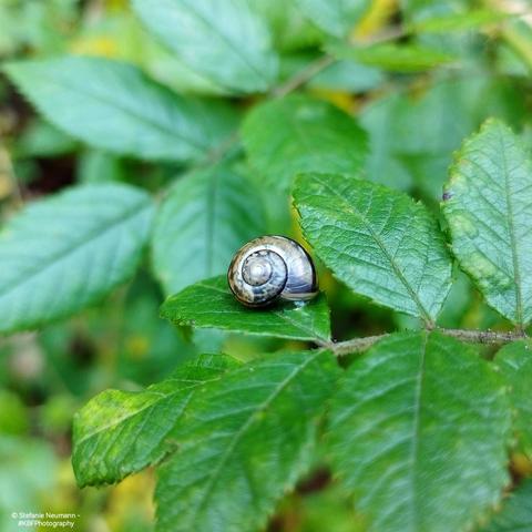 A snail in a tiny, grey shell on a green rose leaf.