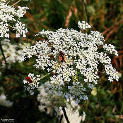 Queen Anne's lace with a hoverfly and a red beetle on it.