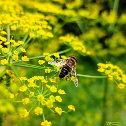 A hoverfly on flowering parsnip.