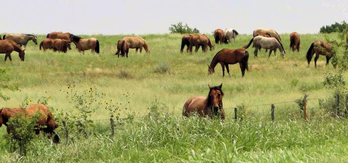 Horses, Sherman Texas