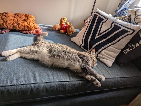 Cat in sunbeam showing belly