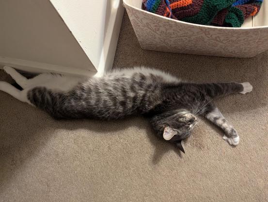 Cat stretching on n floor by yarn basket