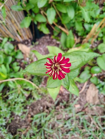 Red zinnia blooming, it's back petals are a light yellow, creating a nice contrast and texture to the image. Shot from above.