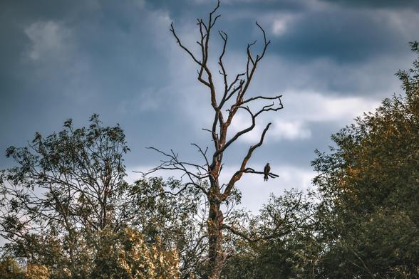 a scene of a bare tree against a cloudy sky with a bird perched on one of the branches