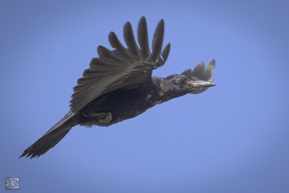 young crow in flight