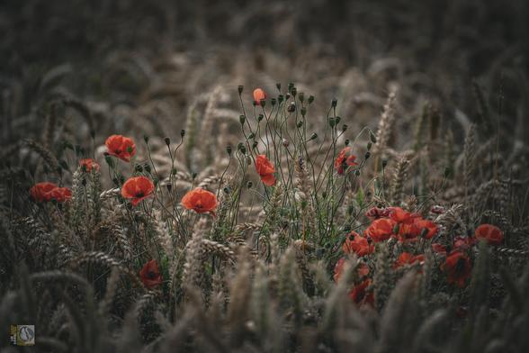 red flowers amongst the wheat 