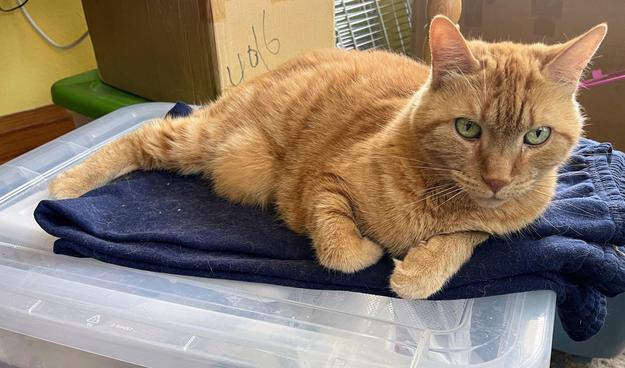 Butterscotch, a bread loaf colored cat, is sitting on the Designated Storage Bin for Kitties.  I put down a pair of workout pants and change it out, when the fur builds up.  It's right next to my work chair.