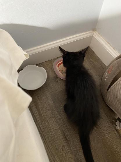 A small black kitten eating from a bowl. 