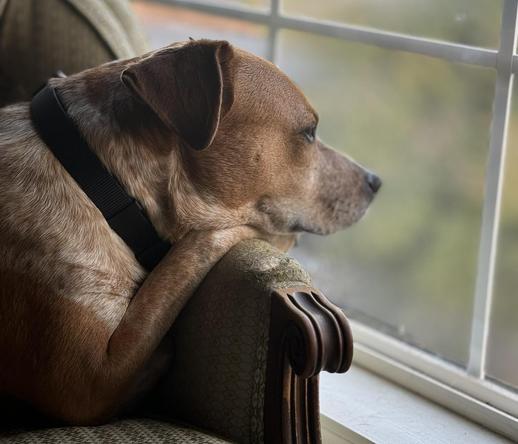 A dog with a black collar resting on a couch, looking out of a window.