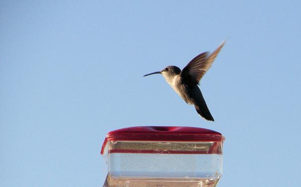 Ein brauner Kolibri schwebt über einem Zuckerwasserfutterspender.
