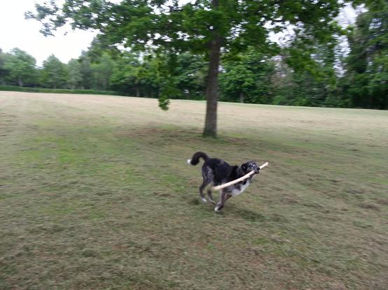 Black, white and grey Collie dog called Jasper. He is running on a grass field with a large stick in his mouth. There is a tree behind him and more trees in the background. He looks happy.